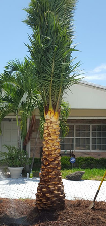 Palm Tree Trunk Cleaning Boca Raton, Florida